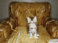 «Неправильная» когтеточка для кошек. Источник http://skysphynx.ru