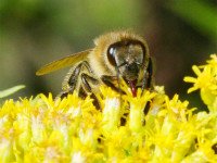 Пчелы не способны на подделку меда, а вот производители то и дело идут на различные ухищрения. Источник http://radikal.ru