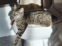 Кошкам нужен свой туалет. Источник http://murkote.com.ua