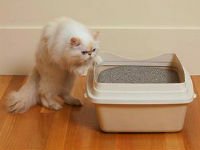 Никто не должен мешать кошке в туалете. Источник http://v-horoshie-ruki.ru