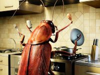 Как вывести тараканов, чтобы они не возвращались?.. Источник http://www.umeivse.ru