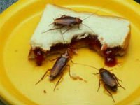Уничтожение тараканов не будет эффективным, если их периодически «подкармливать». Источник http://mosdezsluzhba.ru
