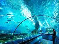Океанариум, безусловно, является одной из достопримечательностей Сингапура. Источник http://www.internovosti.ru