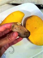 Так выглядит косточка манго, которую можно прорастить. Источник http://mm.bing.net