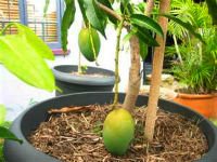 Вырастить плодоносное дерево манго можно и в домашних условиях. Источник http://mm.bing.net