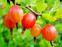 В зависимости от сорта, плоды крыжовника могут быть зеленого, желтого, красного и темно-фиолетового цветов. Источник http://www.adoma-nch.ru