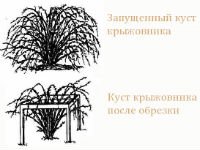 Регулярный уход и обрезка крыжовника гарантируют хороший урожай. Источник http://www.suncluster.ru