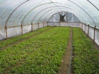 Выращивать редис можно как в открытом грунте, так и в теплице. Источник http://sad-dizayn.ru