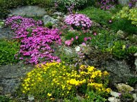 Растения для альпийской горки нужно высаживать весной. Источник http://www.vashsad.ua