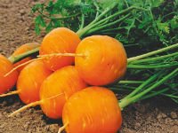 Некоторые сорта моркови выглядят весьма необычно. Источник http://www.1semena.ru