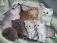 Как выбрать котенка, британская порода. Источник http://drug2.ru