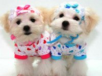 Используйте детскую одежду для маленькой собаки. Источник http://photo-bugs.com