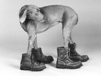 Обувь для собаки должна подходить по размеру. Источник http://www.dogpictures.co
