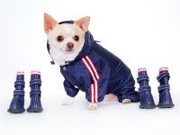 Выбирайте одежду и обувь для собак в одном стиле. Источник http://scrappyscloset.com