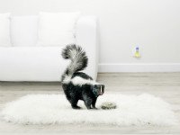 Неприятный запах в квартире может появиться по самым разным причинам. Источник http://www.sostav.ru