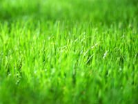 Зеленый газон на даче — это ПРОСТО! Источник http://www.cecilgroup.com