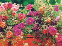 Крупноцветковый портулак отлично смотрится в подвесных кашпо. Источник http://flowers.cveti-sadi.ru