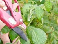 Тщательная и своевременная обрезка малины поспособствует росту урожая. Источник http://www.sad-vinograd.net