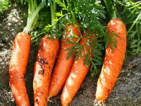 Получить хороший урожай моркови довольно ПРОСТО! Источник http://www.wisebread.com